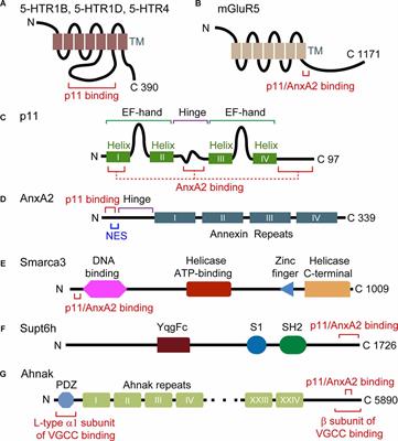 S100A10 and its binding partners in depression and antidepressant actions